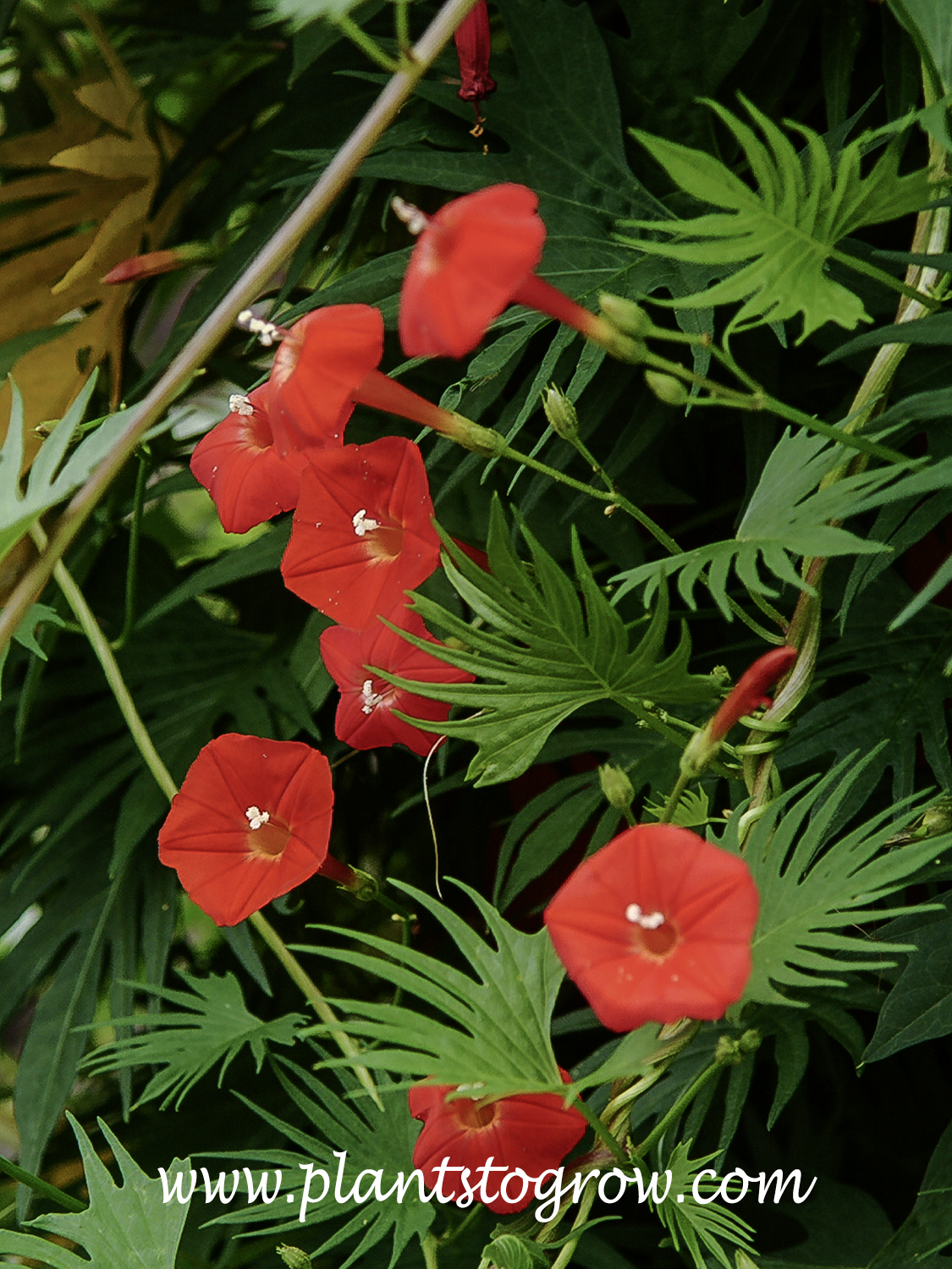 Cardinal Climber (Ipomoea sloteri) 
The petals fuse, forming a long tube that then flares out flat at the top is called salverform.